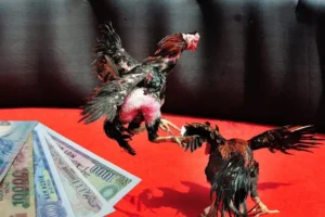 Bí Kíp Chinh Phục Cách Chơi Đá Gà Sabong Tại Xoso333 Đẳng Cấp Quốc Tế